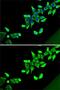 CDK5 Regulatory Subunit Associated Protein 1 Like 1 antibody, GTX33087, GeneTex, Immunofluorescence image 