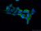 RNA Polymerase II Associated Protein 2 antibody, 17401-1-AP, Proteintech Group, Immunofluorescence image 