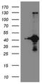 Ribosomal Protein S6 Kinase C1 antibody, NBP2-45635, Novus Biologicals, Western Blot image 