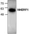 Na(+)/H(+) exchange regulatory cofactor NHE-RF1 antibody, TA318917, Origene, Western Blot image 