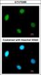 Replication Factor C Subunit 4 antibody, GTX70285, GeneTex, Immunofluorescence image 