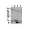 Neutrophil-activating protein 1 antibody, TA320374, Origene, Western Blot image 