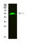 Glial Cells Missing Transcription Factor 2 antibody, A04945, Boster Biological Technology, Western Blot image 