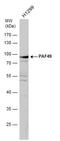 CD3e Molecule Associated Protein antibody, PA5-27632, Invitrogen Antibodies, Western Blot image 