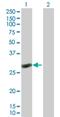 Ras-related protein Rab-40C antibody, H00057799-B01P, Novus Biologicals, Western Blot image 