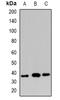 DNA repair protein XRCC3 antibody, orb382473, Biorbyt, Western Blot image 