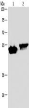 Cell death regulator Aven antibody, TA322259, Origene, Western Blot image 