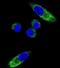 Cytochrome P450 Family 1 Subfamily A Member 1 antibody, abx033808, Abbexa, Immunohistochemistry frozen image 