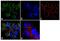CD79a antibody, MA5-13212, Invitrogen Antibodies, Immunofluorescence image 