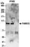 Family With Sequence Similarity 83 Member G antibody, NBP2-32191, Novus Biologicals, Immunoprecipitation image 