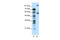 5-Hydroxytryptamine Receptor 7 antibody, 31-119, ProSci, Western Blot image 