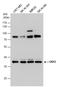 Gastrulation Brain Homeobox 2 antibody, GTX129494, GeneTex, Western Blot image 