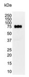 Hyaluronate receptor antibody, BM2431P, Origene, Western Blot image 