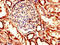 EH Domain Containing 2 antibody, CSB-PA873710LA01HU, Cusabio, Immunohistochemistry paraffin image 