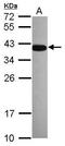 Developmental Pluripotency Associated 4 antibody, GTX118569, GeneTex, Western Blot image 