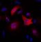 c-Myc Epitope Tag antibody, MA1-21316-D550, Invitrogen Antibodies, Immunofluorescence image 