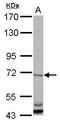 Cbl Proto-Oncogene Like 1 antibody, GTX122426, GeneTex, Western Blot image 