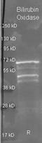 Bilirubin oxidase antibody, orb344302, Biorbyt, Western Blot image 