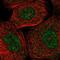 RING-box protein 2 antibody, NBP1-85594, Novus Biologicals, Immunocytochemistry image 