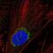 ADAMTS Like 5 antibody, NBP1-93438, Novus Biologicals, Immunofluorescence image 