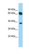 SHC-transforming protein 4 antibody, orb331352, Biorbyt, Western Blot image 