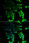 TRAF family member-associated NF-kappa-B activator antibody, abx005187, Abbexa, Western Blot image 