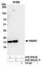 N(Alpha)-Acetyltransferase 50, NatE Catalytic Subunit antibody, A305-594A-M, Bethyl Labs, Immunoprecipitation image 
