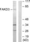 FAST Kinase Domains 3 antibody, abx013611, Abbexa, Western Blot image 