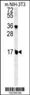 CEAP antibody, 61-967, ProSci, Western Blot image 