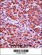 Chymotrypsin Like Elastase 3B antibody, 57-258, ProSci, Immunohistochemistry frozen image 