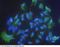 CRABP-II antibody, 11203-MM05, Sino Biological, Immunohistochemistry frozen image 