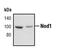 Nucleotide Binding Oligomerization Domain Containing 1 antibody, PA5-17328, Invitrogen Antibodies, Western Blot image 