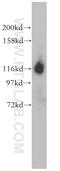 ICAM-5 antibody, 17699-1-AP, Proteintech Group, Western Blot image 