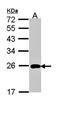 Baculoviral IAP Repeat Containing 7 antibody, orb74047, Biorbyt, Western Blot image 