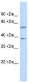 Fc Receptor Like 6 antibody, TA335314, Origene, Western Blot image 