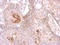 STK26 antibody, LS-C186339, Lifespan Biosciences, Immunohistochemistry paraffin image 