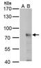Ring Finger Protein 168 antibody, PA5-31119, Invitrogen Antibodies, Western Blot image 