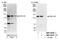 Serine/Threonine Kinase 11 Interacting Protein antibody, NBP1-30110, Novus Biologicals, Western Blot image 