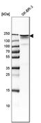ERBB2 antibody, HPA001383, Atlas Antibodies, Western Blot image 