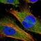 D-Aspartate Oxidase antibody, HPA037525, Atlas Antibodies, Immunofluorescence image 