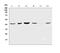 Sperm receptor antibody, A03543-1, Boster Biological Technology, Western Blot image 