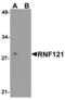 Ring Finger Protein 121 antibody, LS-B13088, Lifespan Biosciences, Western Blot image 