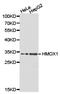 HO antibody, TA327035, Origene, Western Blot image 
