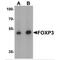 FOXP3 antibody, TA319911, Origene, Western Blot image 