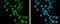 Far upstream element-binding protein 2 antibody, GTX131804, GeneTex, Immunofluorescence image 