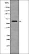 Caveolae Associated Protein 1 antibody, orb336164, Biorbyt, Western Blot image 