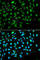 Inhibitor Of Growth Family Member 3 antibody, A5832, ABclonal Technology, Immunofluorescence image 