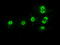 Serine/threonine-protein kinase PRKY antibody, LS-C799756, Lifespan Biosciences, Immunofluorescence image 