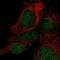 LysM Domain Containing 1 antibody, NBP2-55871, Novus Biologicals, Immunofluorescence image 