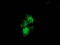 Nudix Hydrolase 6 antibody, TA502343, Origene, Immunofluorescence image 